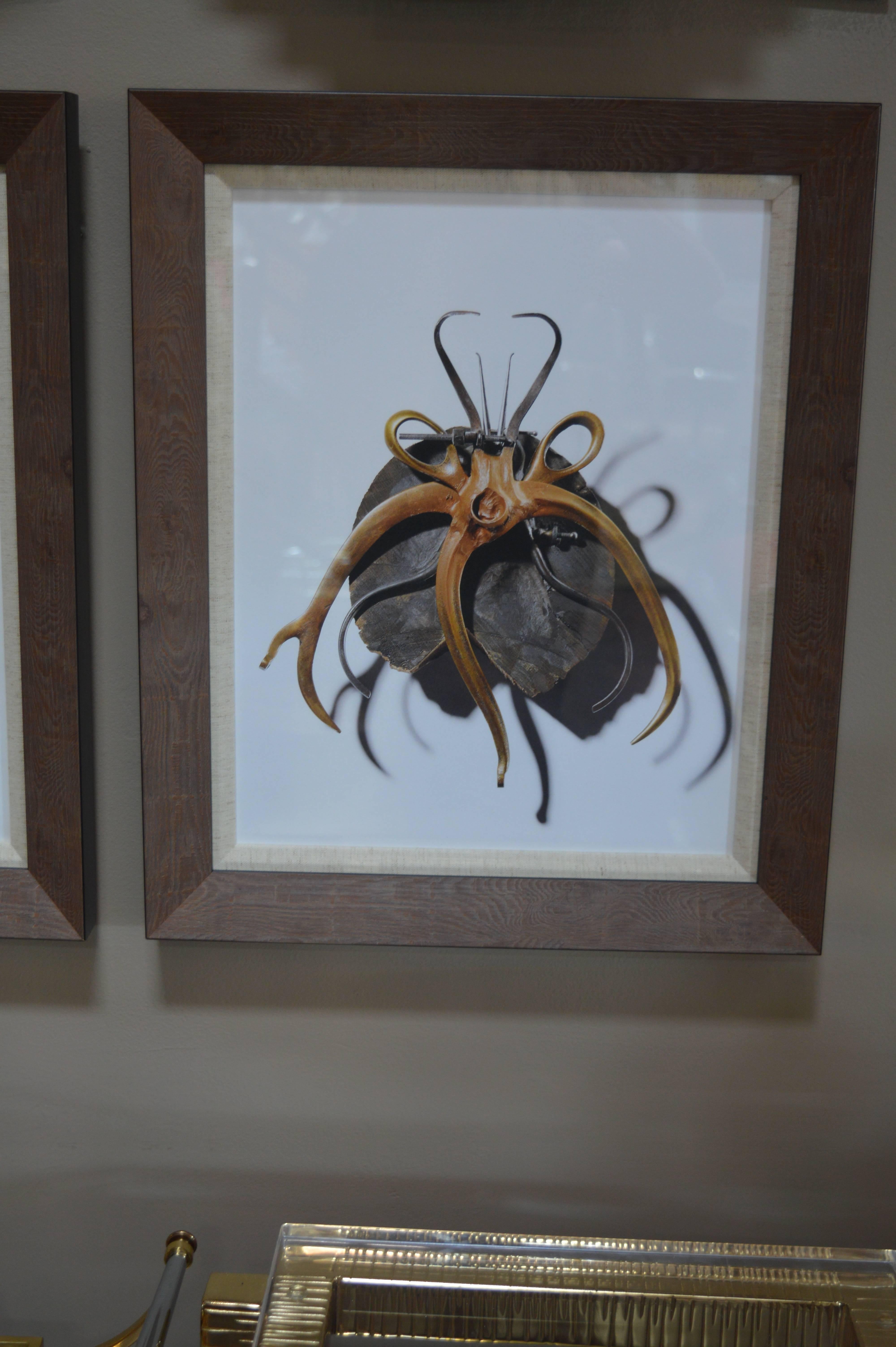 Set of Two Photos of Craft Beetles In Excellent Condition In Los Angeles, CA