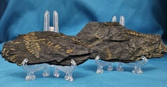 Set of Two Polymorphopteris Species Tree Fern Fossil Specimens, 305 million yrs