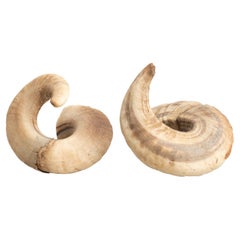 Set of Two Ram Horns