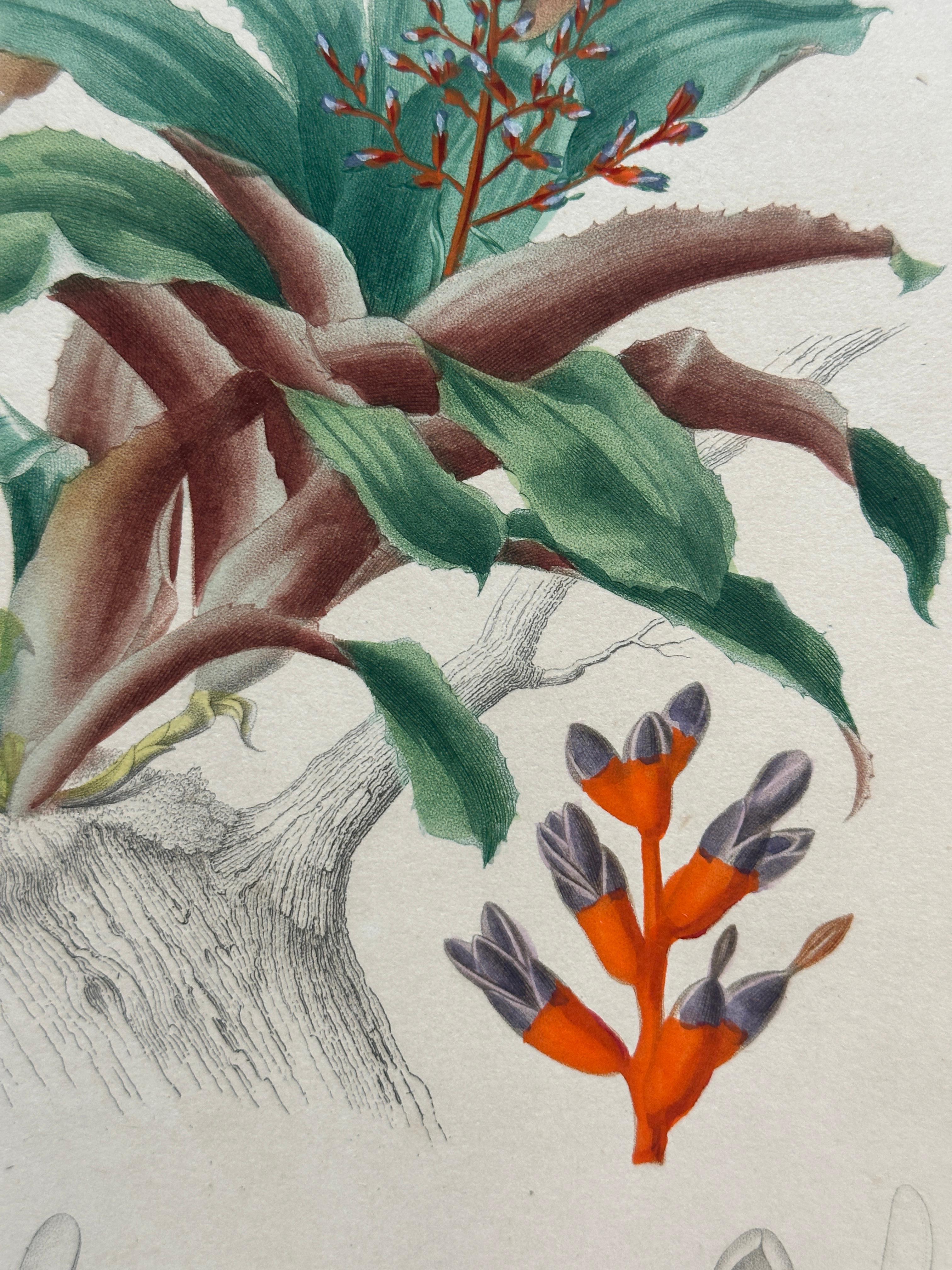 Set of Two Rare Botanical Engravings by D’Orbigny — 1849 For Sale 4