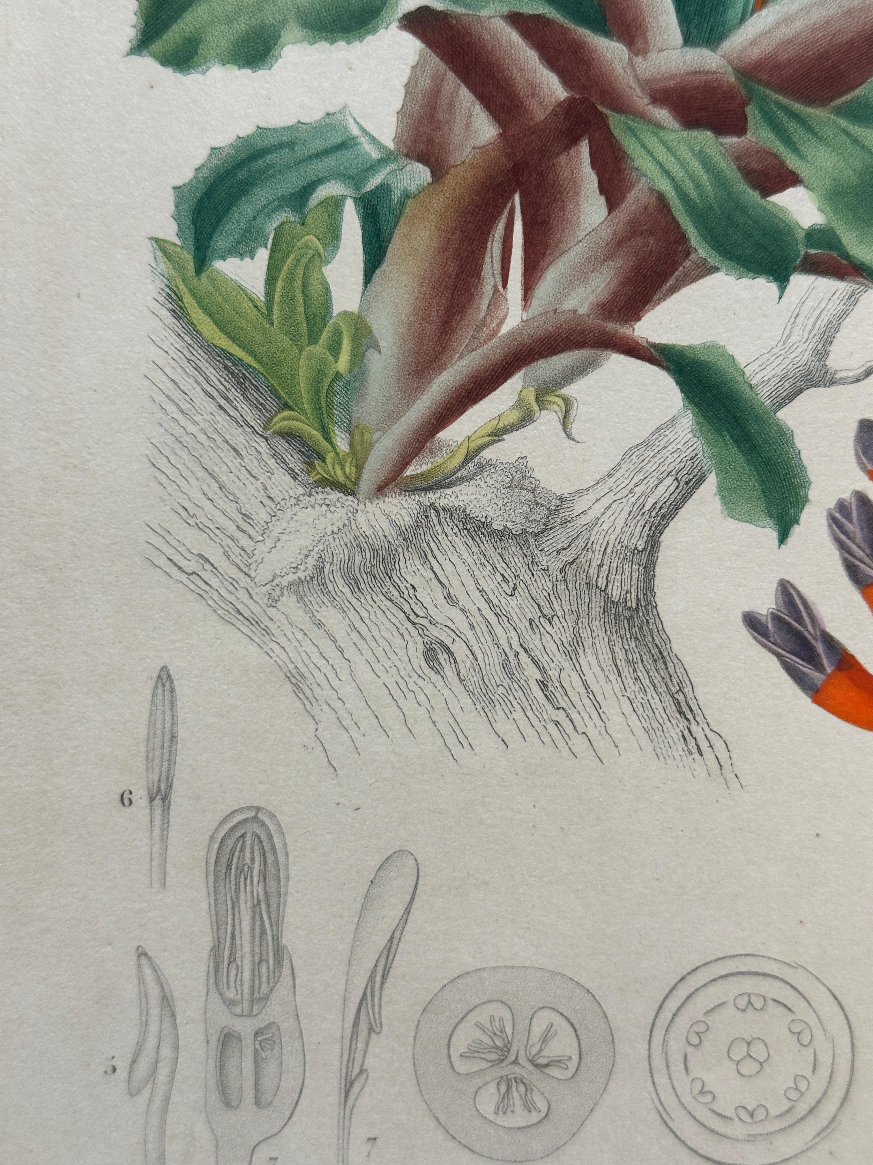 Set of Two Rare Botanical Engravings by D’Orbigny — 1849 For Sale 5