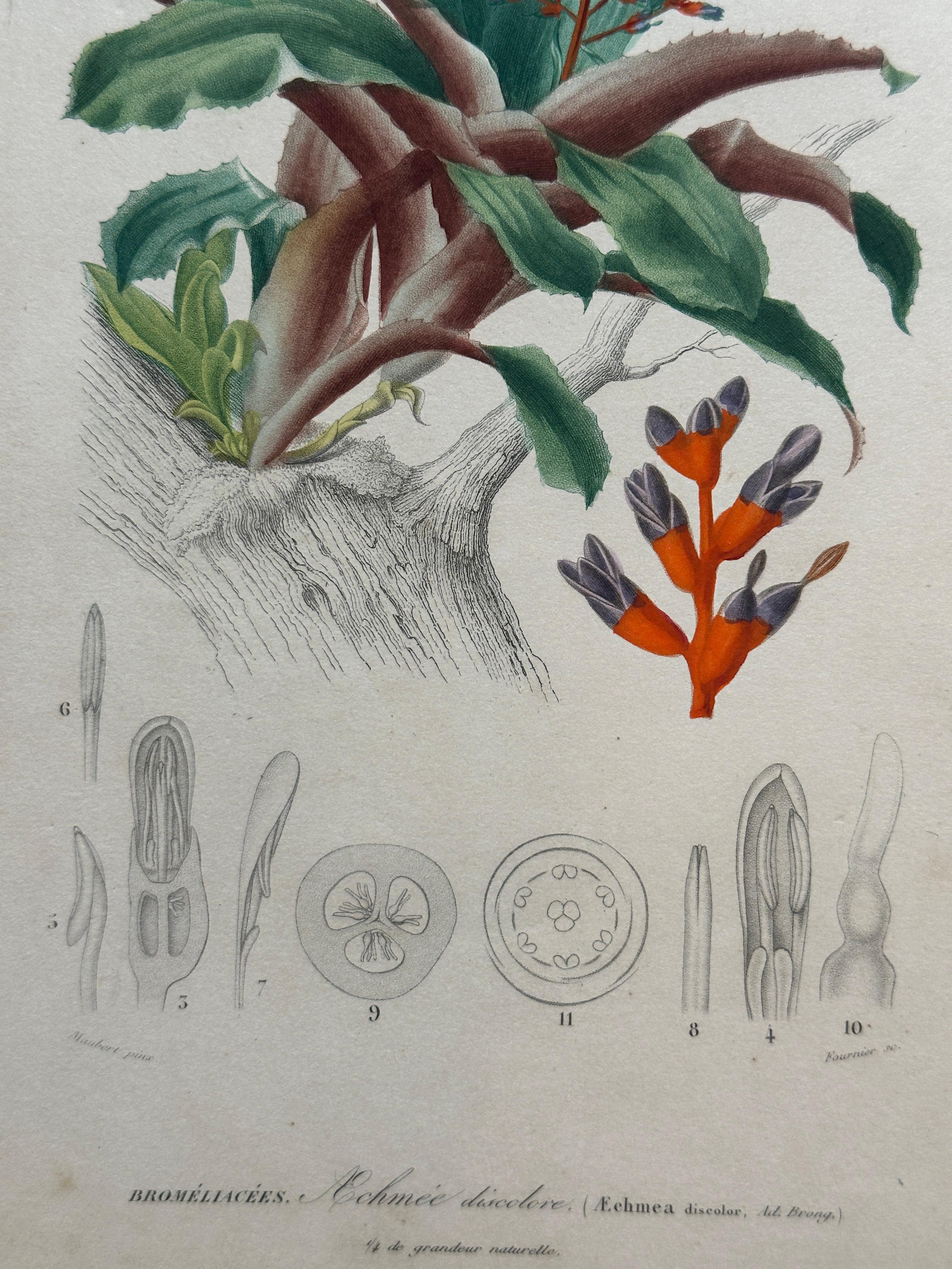 Set of Two Rare Botanical Engravings by D’Orbigny — 1849 For Sale 6