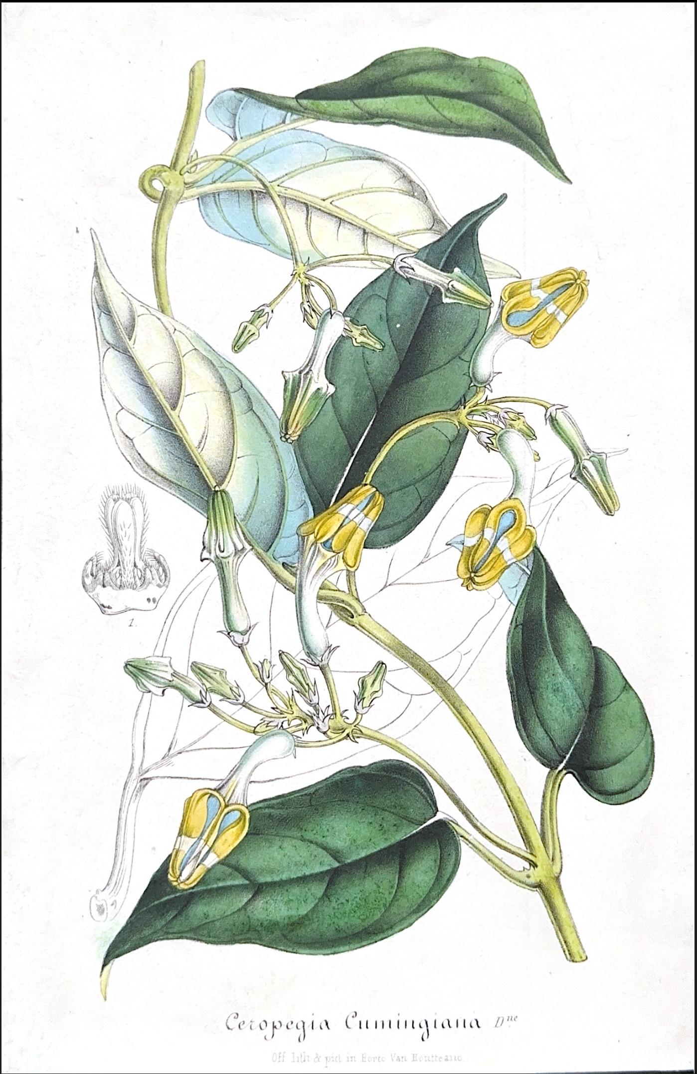 Set of Two Rare Botanical Engravings by D’Orbigny — Dictionnaire Universel d’Histoire Naturelle, Paris, 1849

An exquisite pair of original hand-colored botanical engravings from the iconic Dictionnaire Universel d’Histoire Naturelle, published in