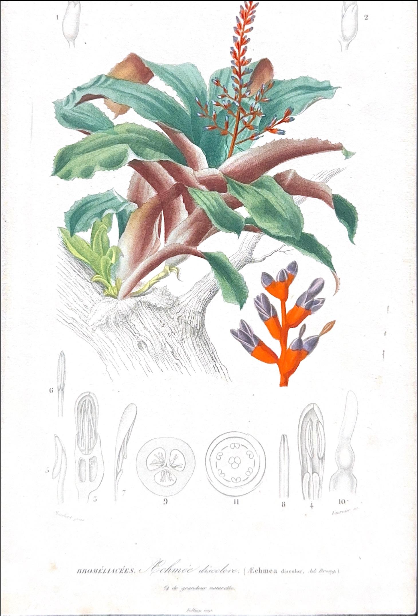 French Set of Two Rare Botanical Engravings by D’Orbigny — 1849 For Sale