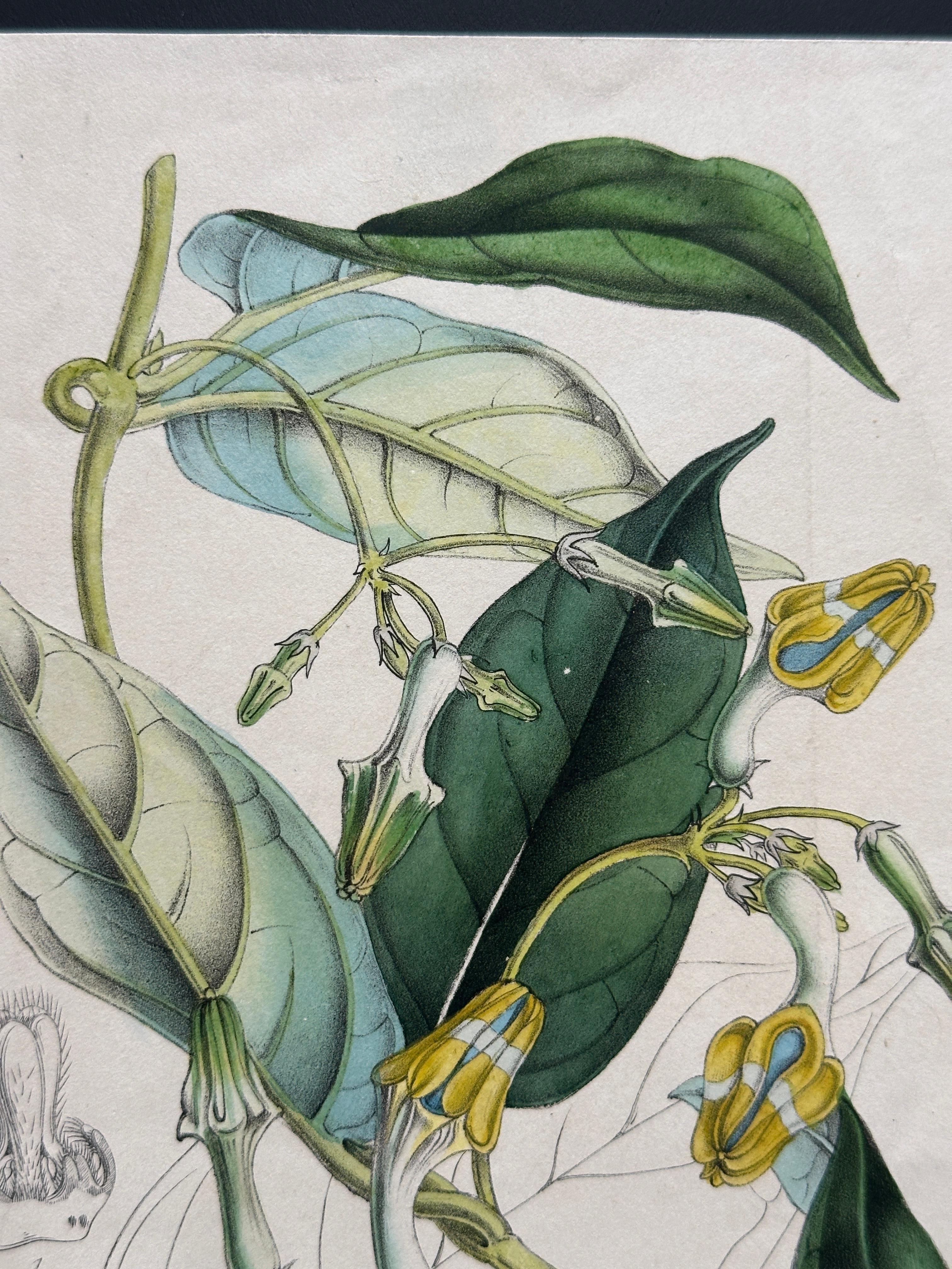 Set of Two Rare Botanical Engravings by D’Orbigny — 1849 In Good Condition For Sale In Fukuoka, JP
