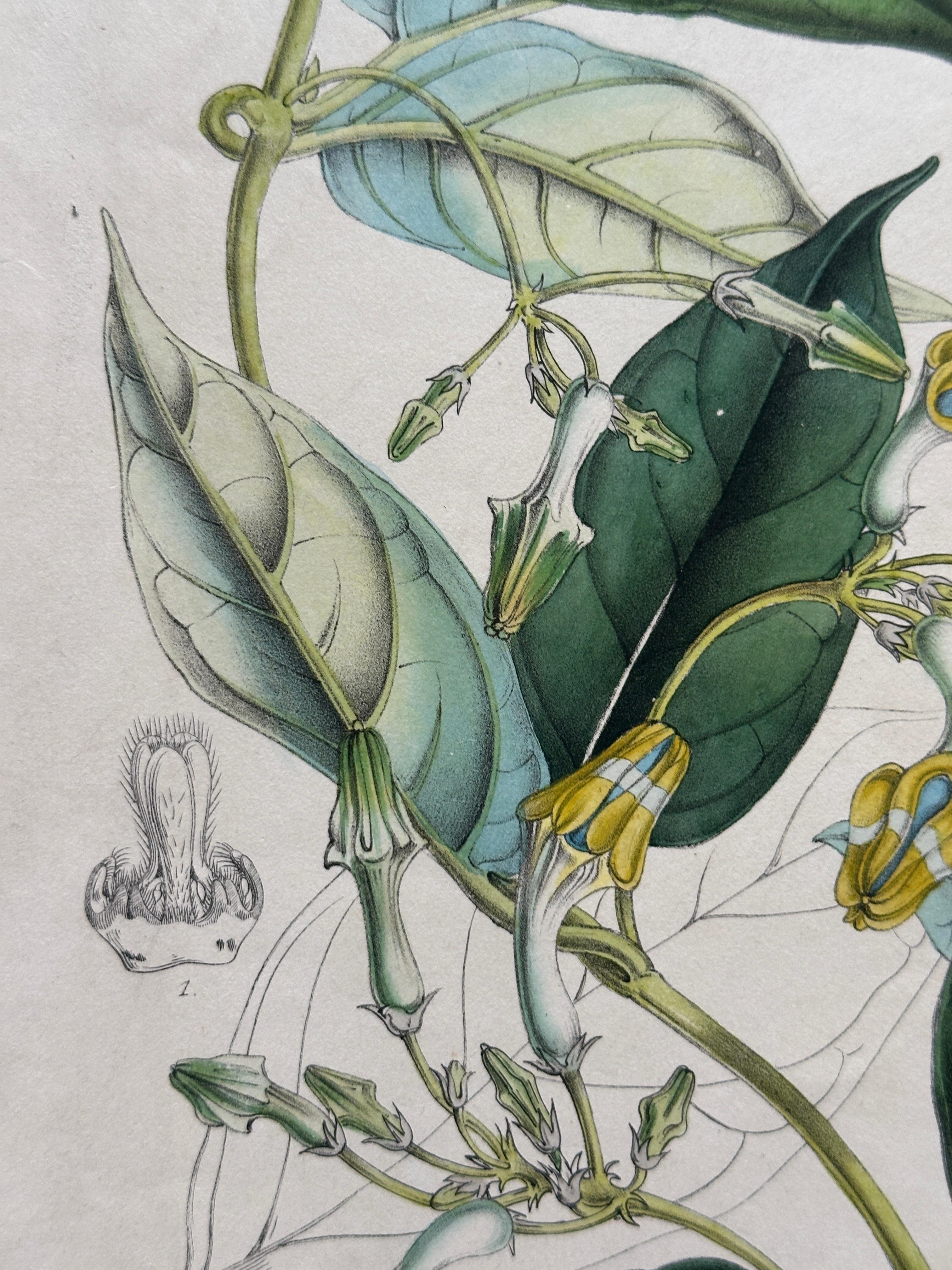 19th Century Set of Two Rare Botanical Engravings by D’Orbigny — 1849 For Sale