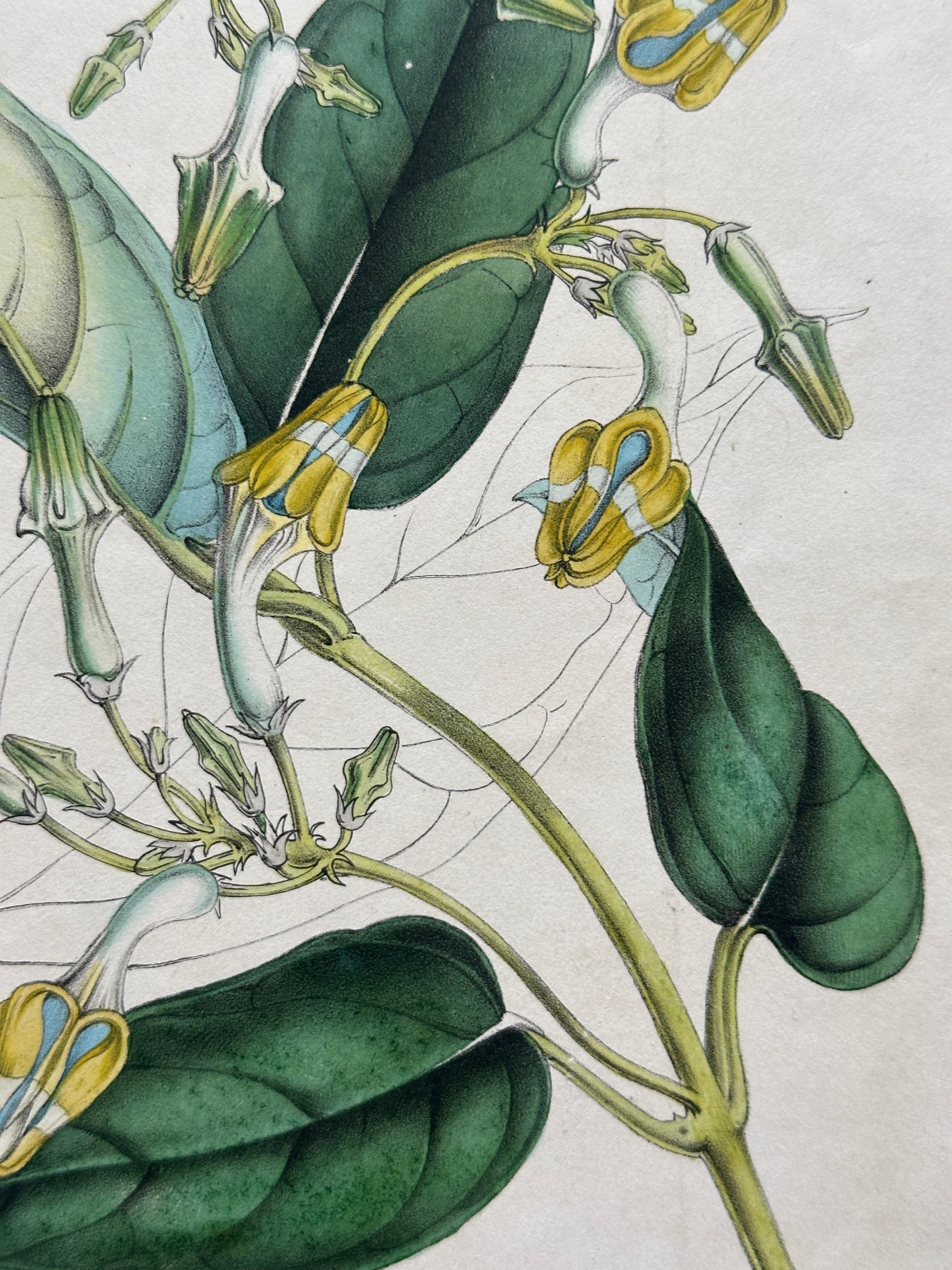 Paper Set of Two Rare Botanical Engravings by D’Orbigny — 1849 For Sale