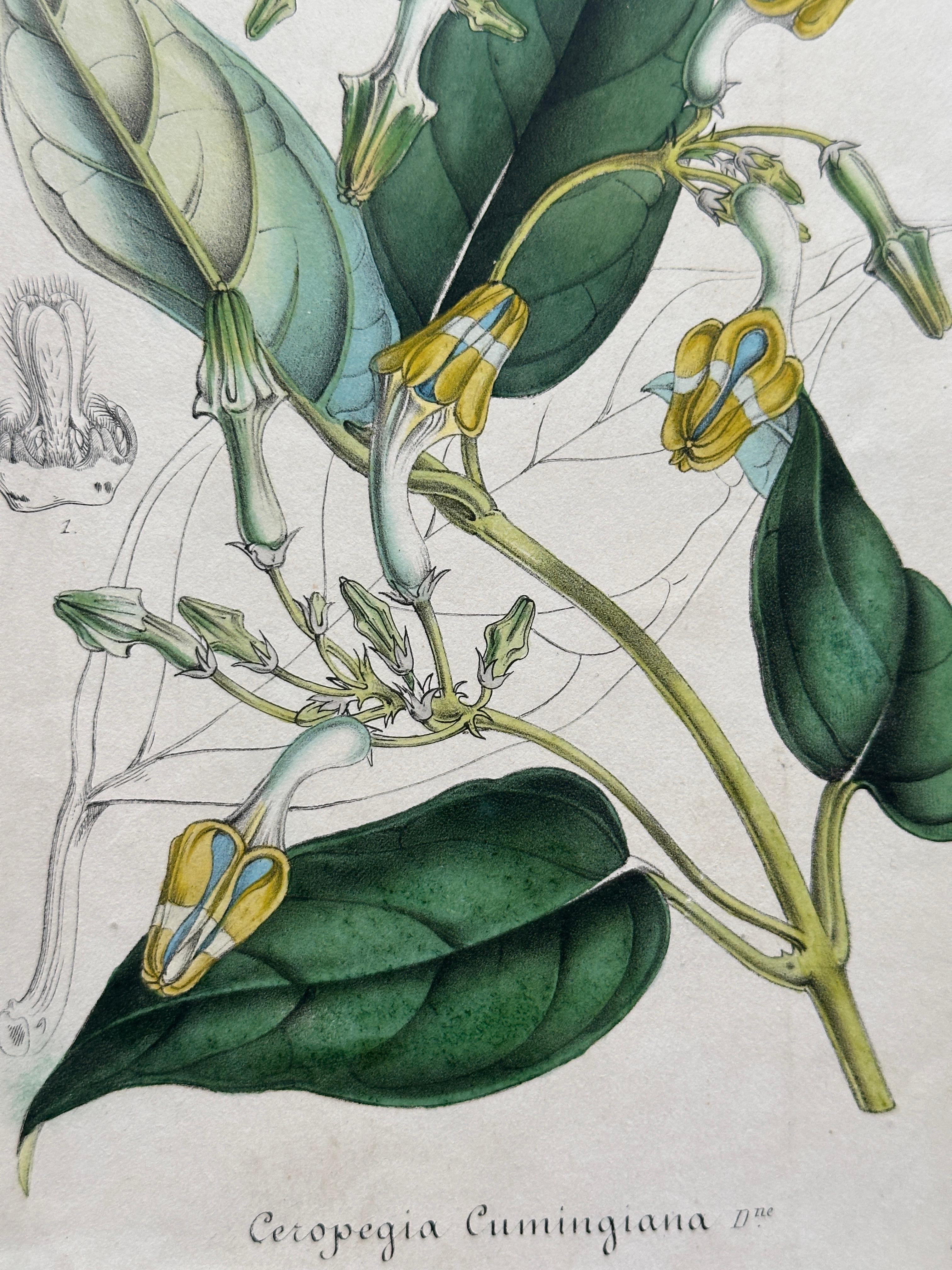 Set of Two Rare Botanical Engravings by D’Orbigny — 1849 For Sale 1