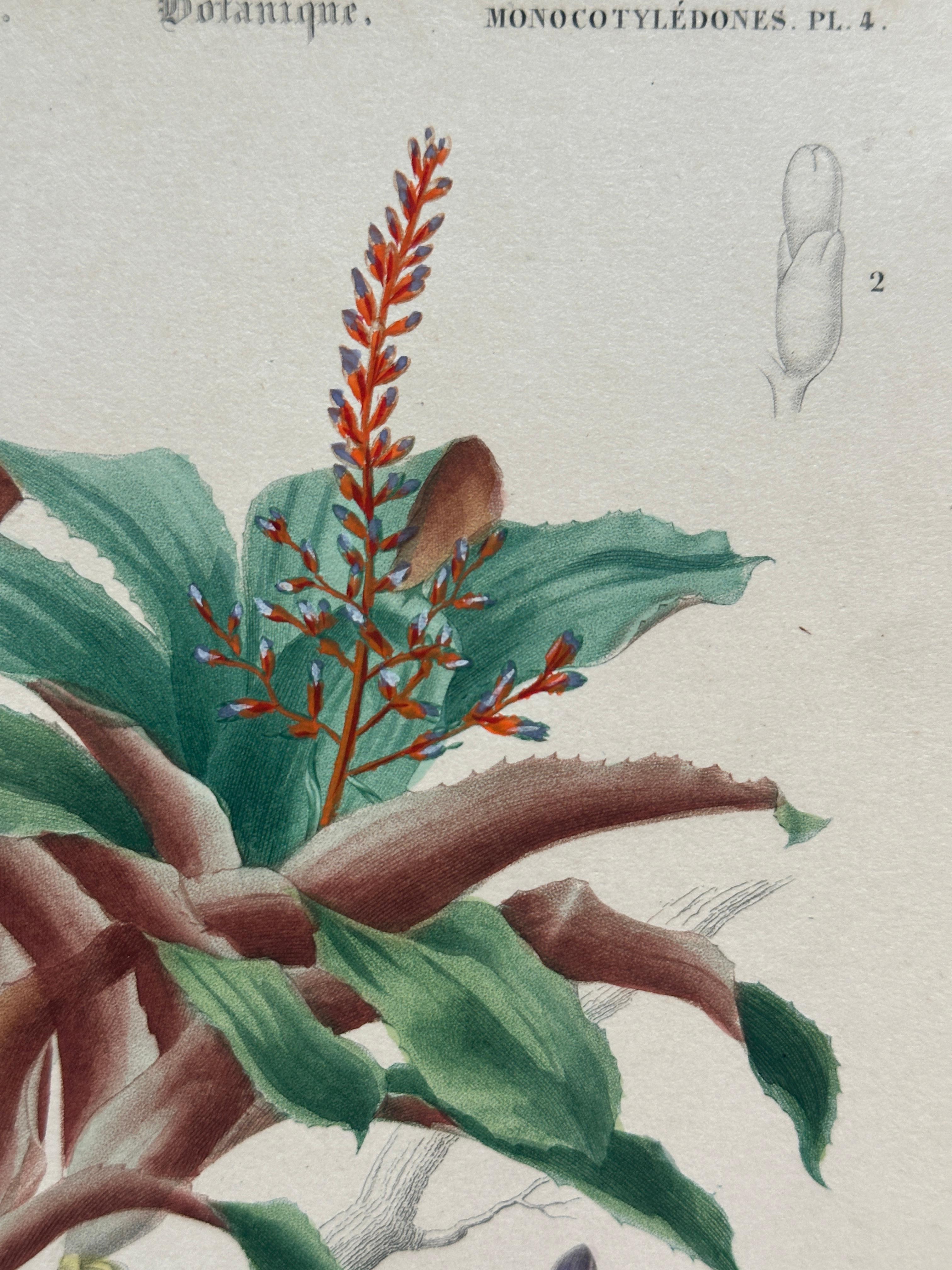 Set of Two Rare Botanical Engravings by D’Orbigny — 1849 For Sale 2