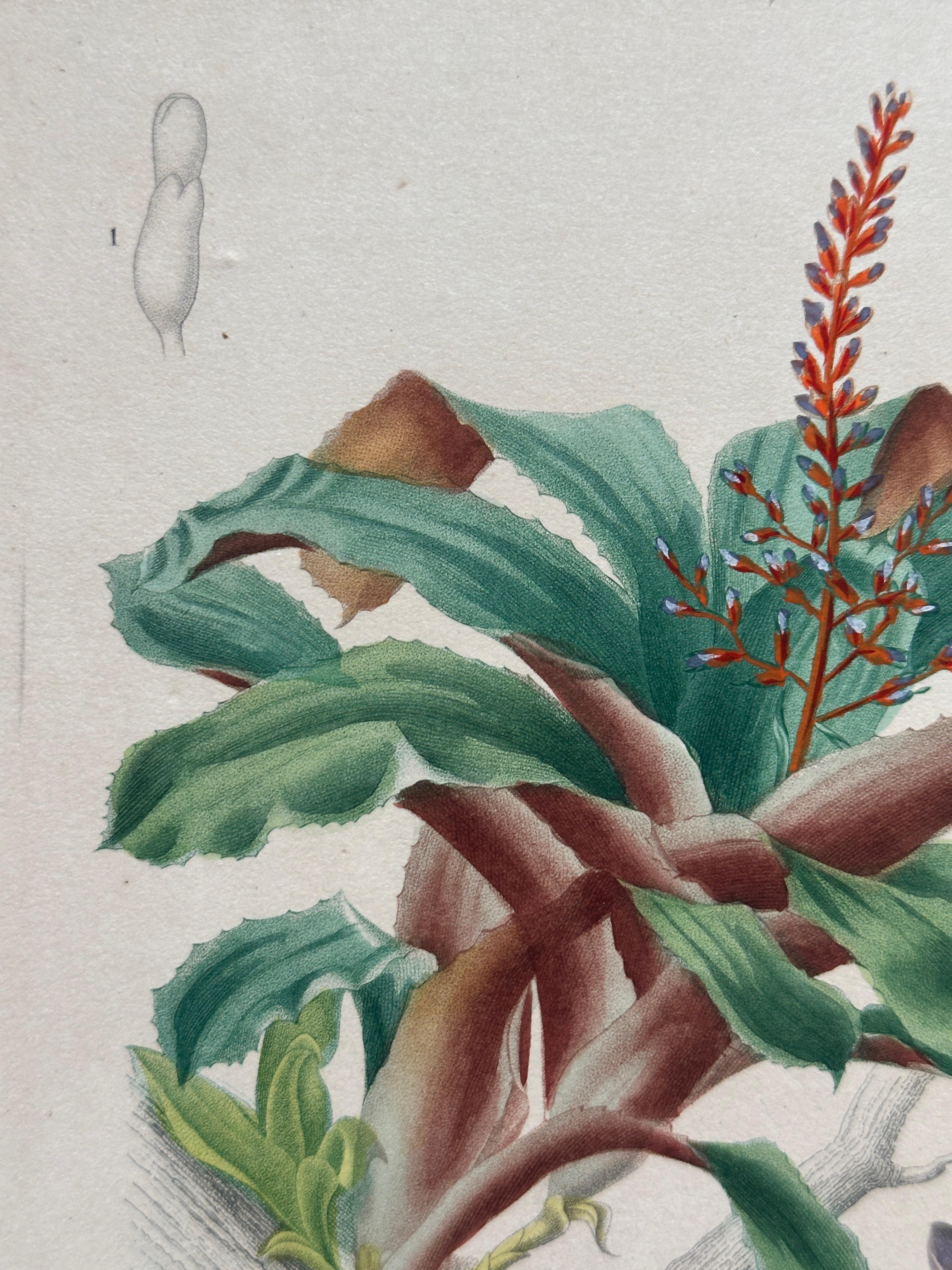 Set of Two Rare Botanical Engravings by D’Orbigny — 1849 For Sale 3