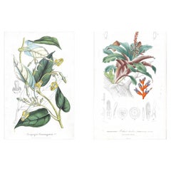 Set of Two Rare Botanical Engravings by D’Orbigny — 1849