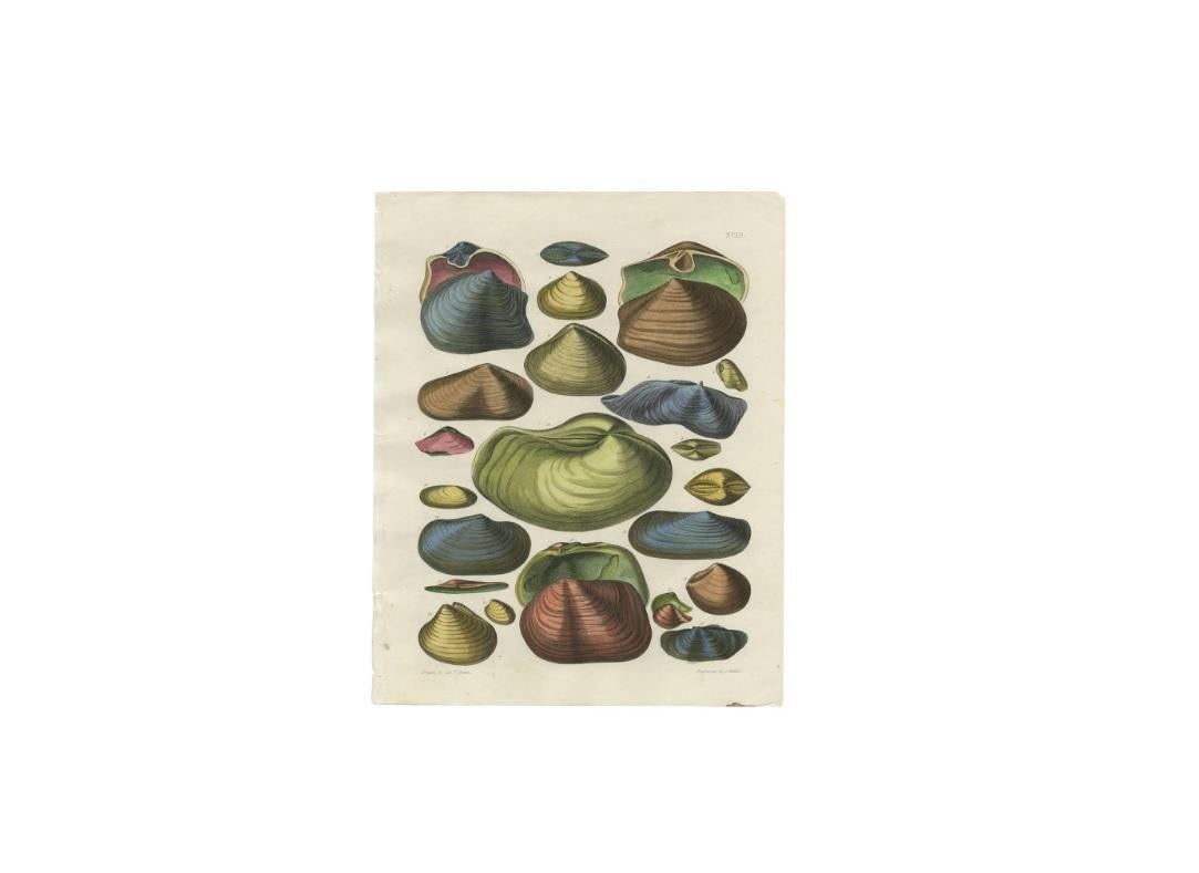 19th Century Set of Two Shell Prints Plate XCIII and XCV by Captain T. Brown, 1845 For Sale