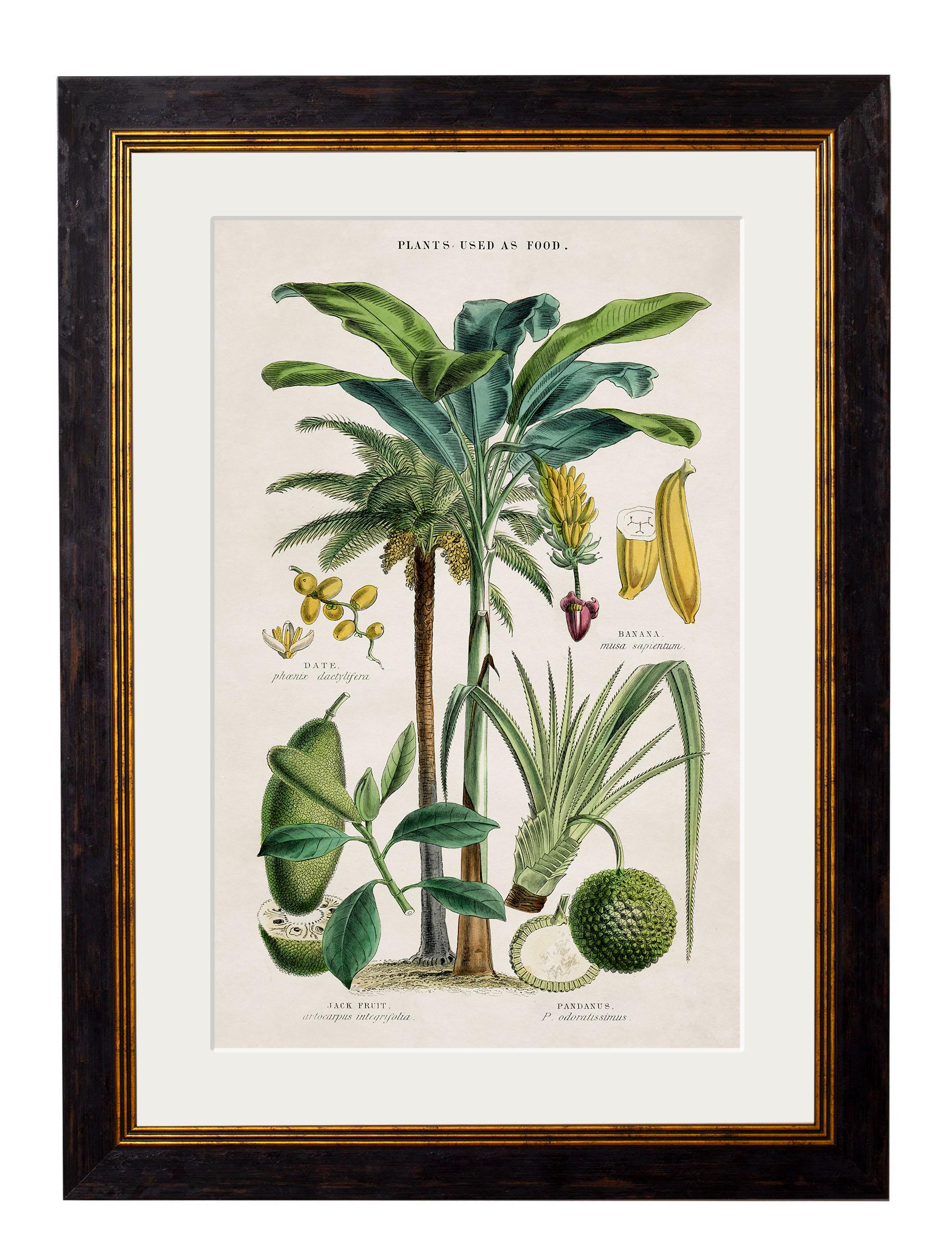 Victorian Set of TWO Tropical Plants Framed Prints from 19thC originals, New For Sale