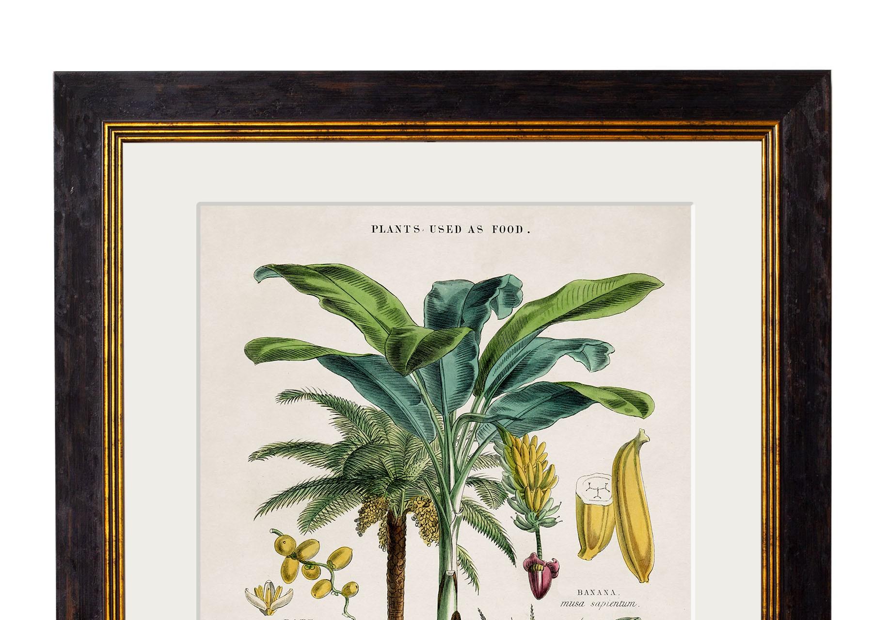 British Set of TWO Tropical Plants Framed Prints from 19thC originals, New For Sale