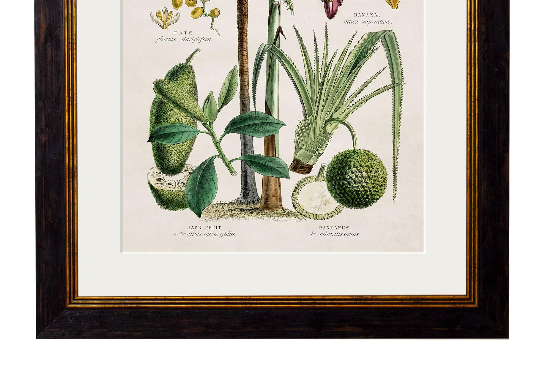 Set of TWO Tropical Plants Framed Prints from 19thC originals, New In Excellent Condition For Sale In Lincoln, Lincolnshire
