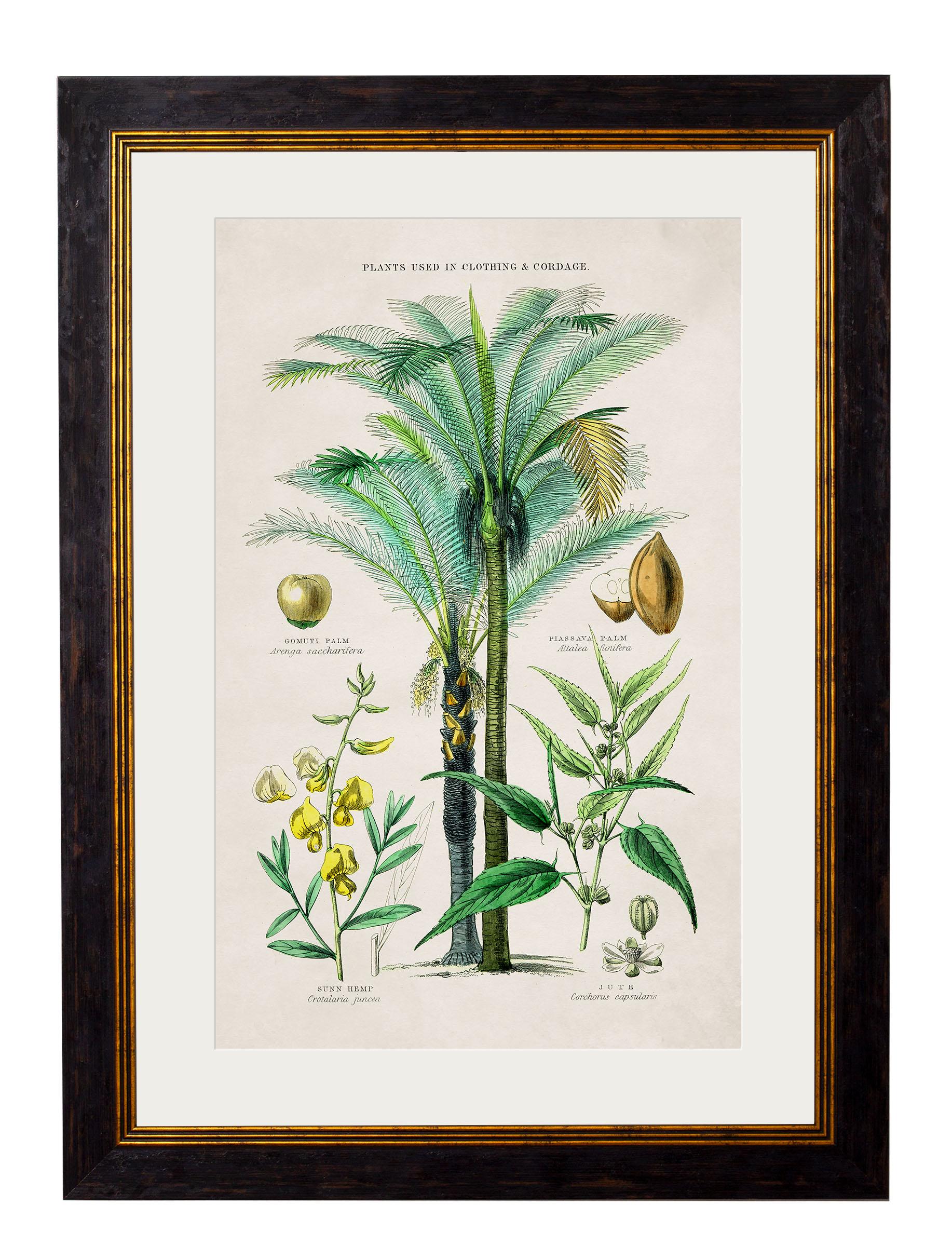 Contemporary Set of TWO Tropical Plants Framed Prints from 19thC originals, New For Sale