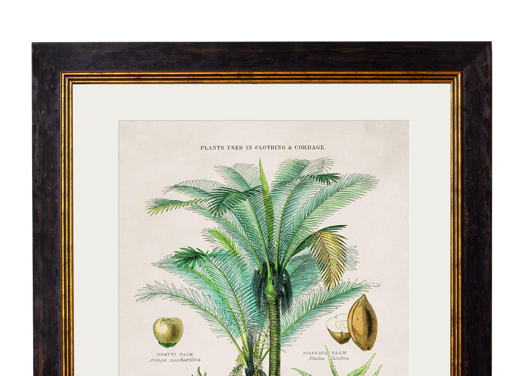 Glass Set of TWO Tropical Plants Framed Prints from 19thC originals, New For Sale