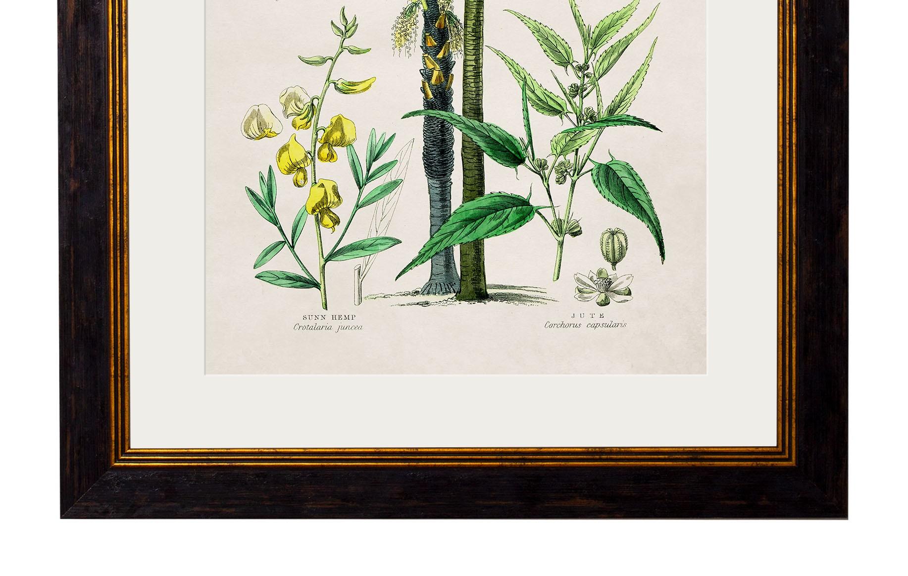 Set of TWO Tropical Plants Framed Prints from 19thC originals, New For Sale 1