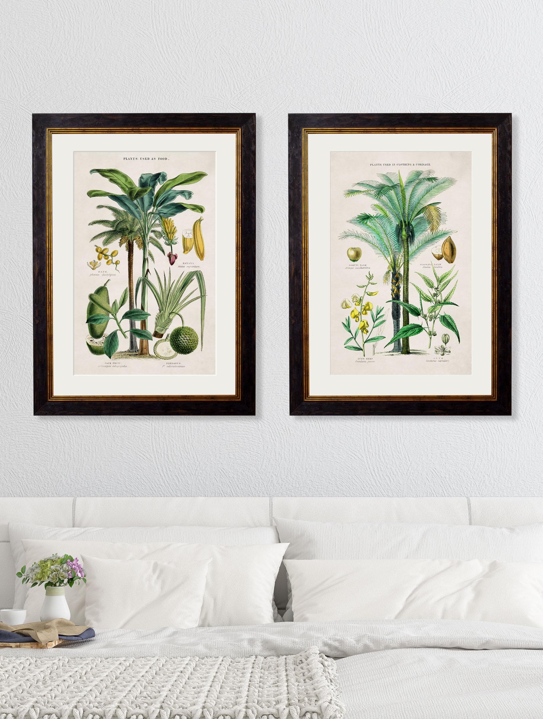 Set of TWO Tropical Plants Framed Prints from 19thC originals, New For Sale 2