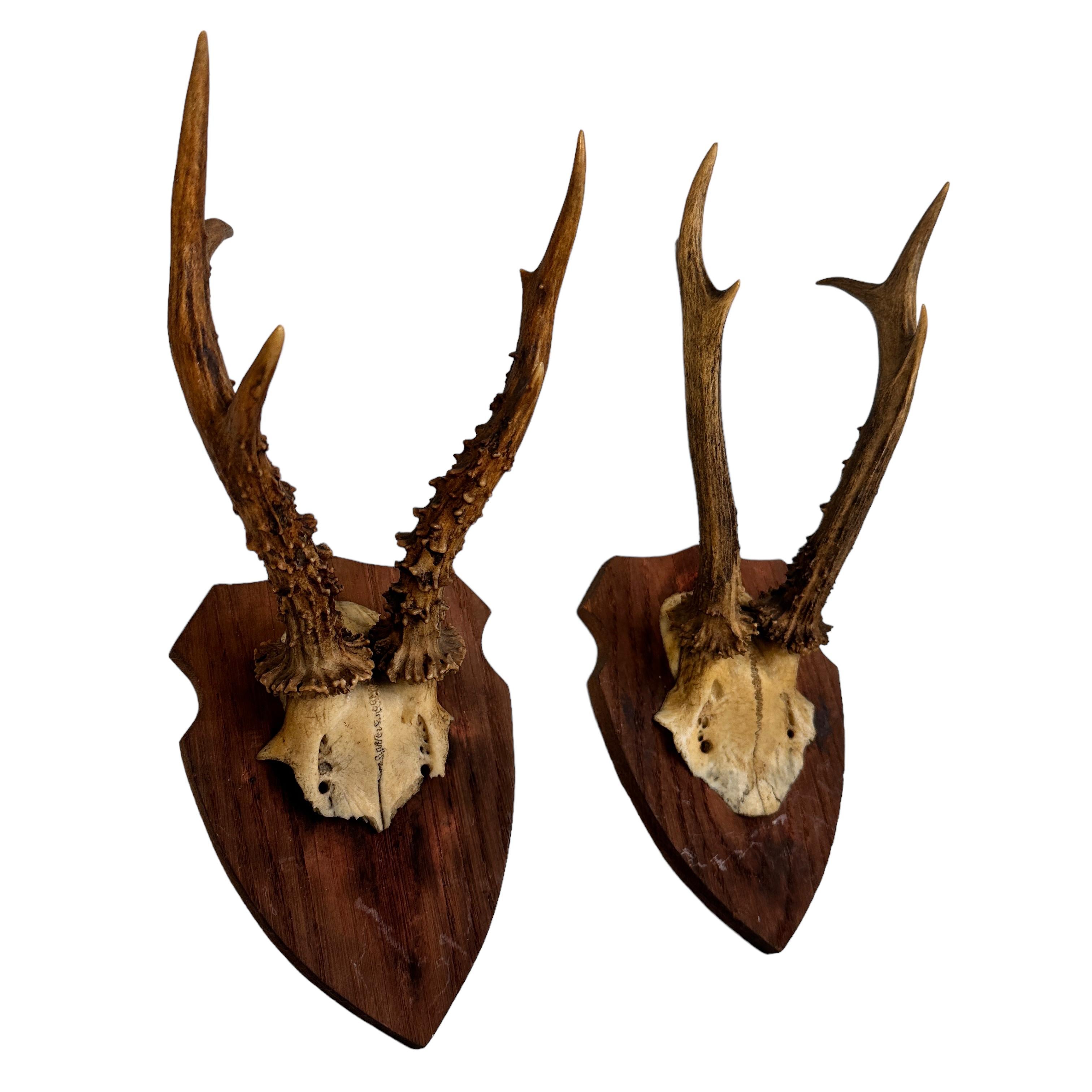 A beautiful set of two Black Forest roe deer antler trophy on hand carved, Black Forest wooden plaque. A nice addition to your hunters loge, Cabin or just to display it in your house. Found at an estate sale in Vienna, Austria.
The sizes given in