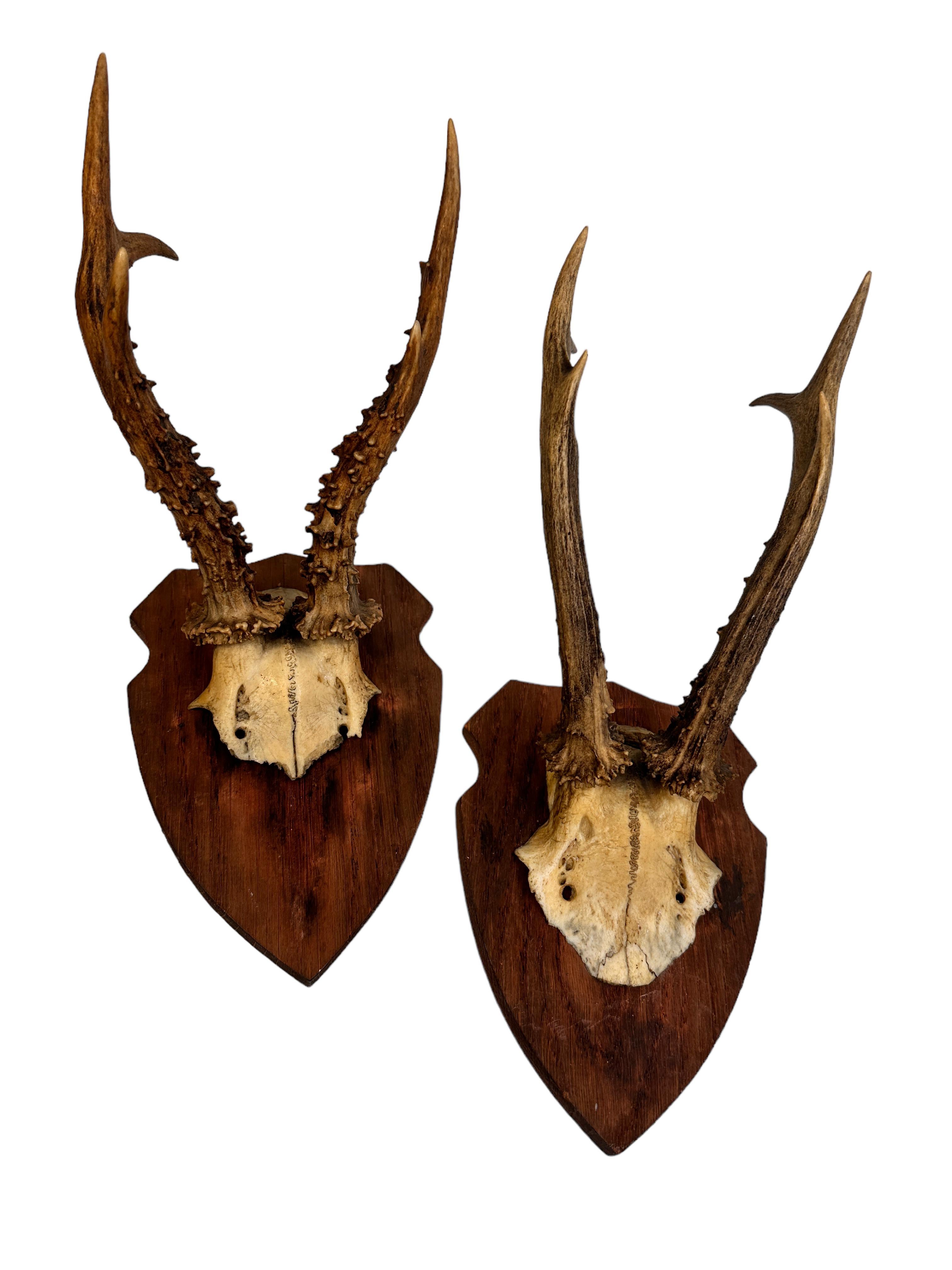 Set of Two Vintage Black Forest Deer Antler Trophy on Wood Carved Plaque, 1910s For Sale 1