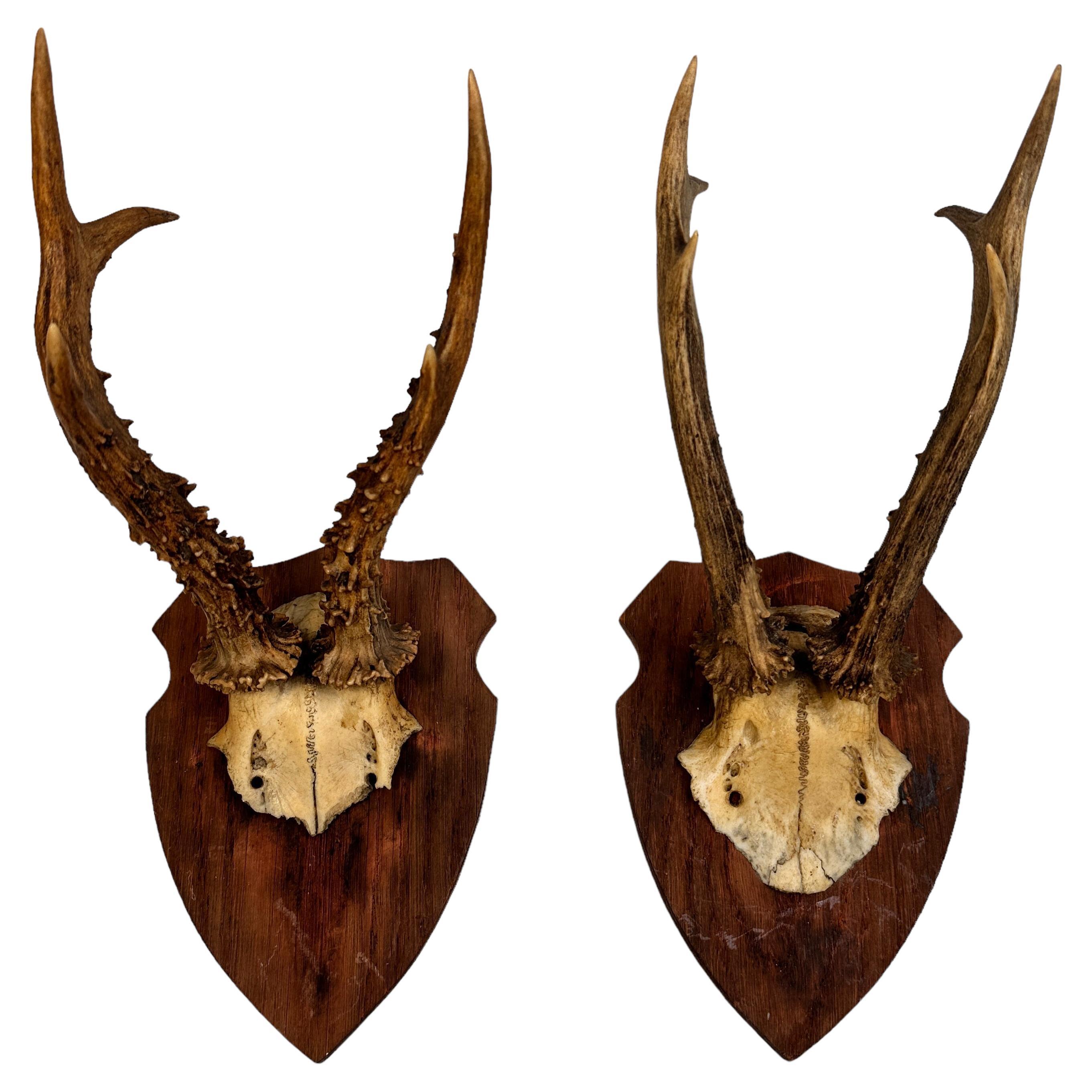 Set of Two Vintage Black Forest Deer Antler Trophy on Wood Carved Plaque, 1910s
