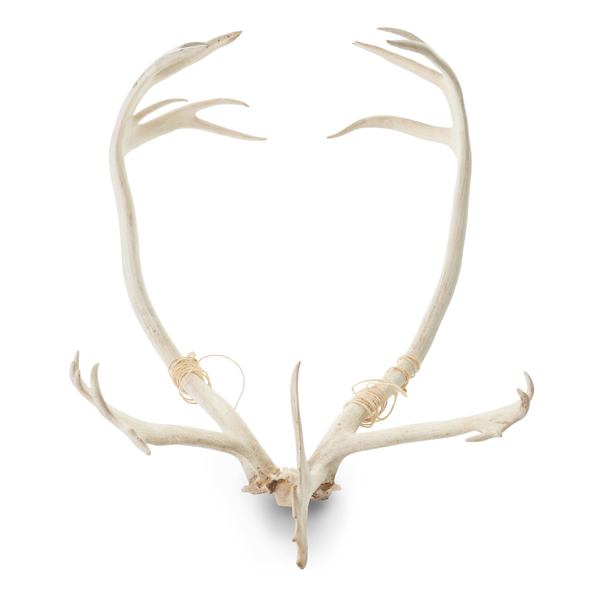 caribou antlers for sale