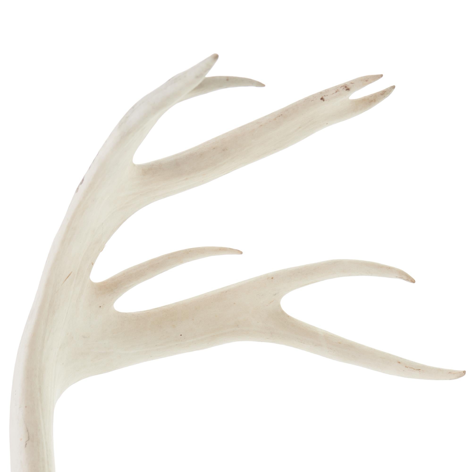 caribou horns