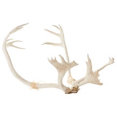 Set of Vintage Caribou Antlers with Twine