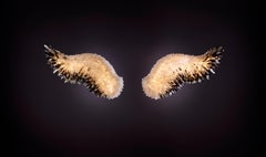 Unique Set of Wings Crystal and Brass Wall Sconce by Christopher Boots