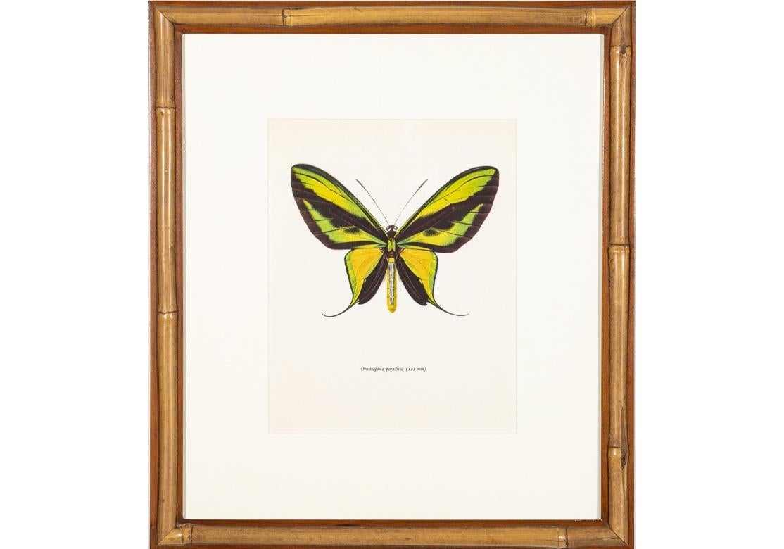 Set Six Faux Bamboo Framed  Butterfly Color Prints 5