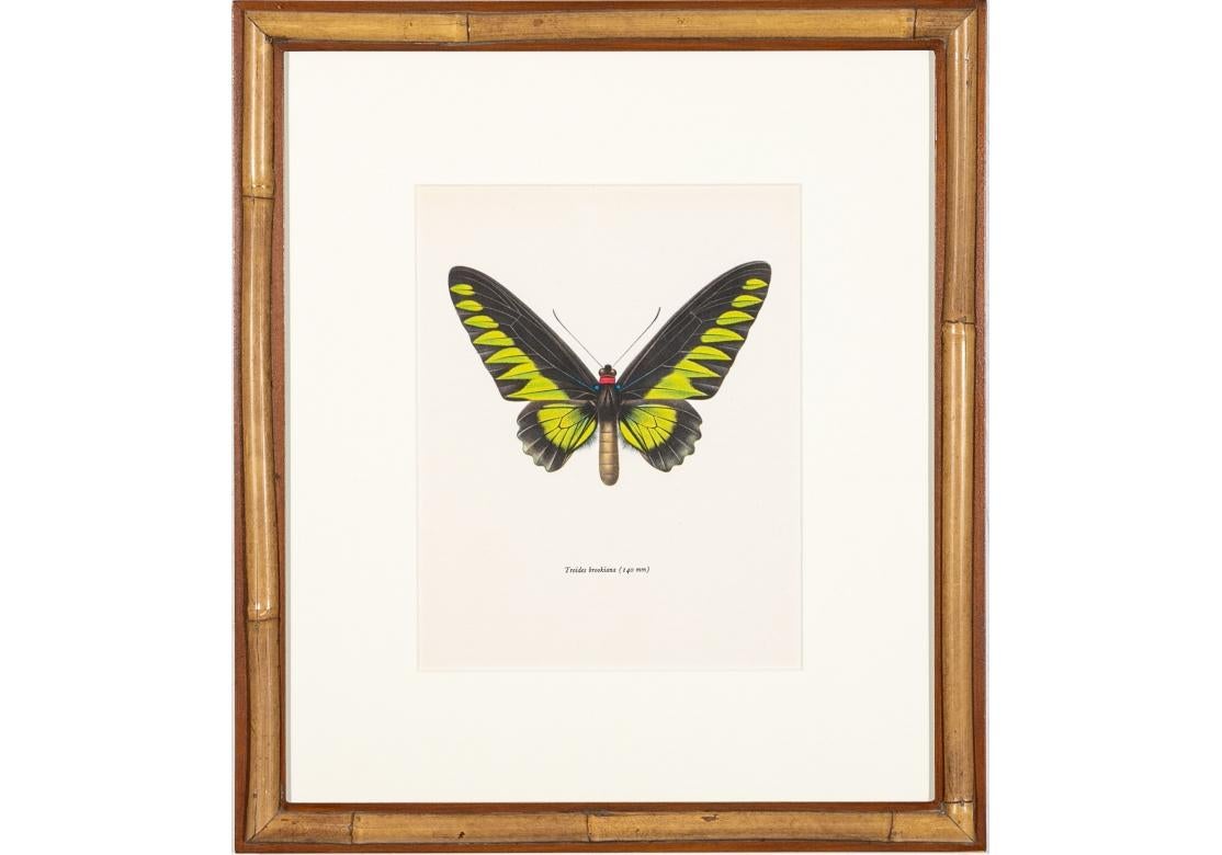 A meticulously custom framed and highly decorative group of Six Butterfly Prints with extraordinary color. Each a different colorful species with species below each illustration and beautifully matted and framed in two-tone Custom faux bamboo and