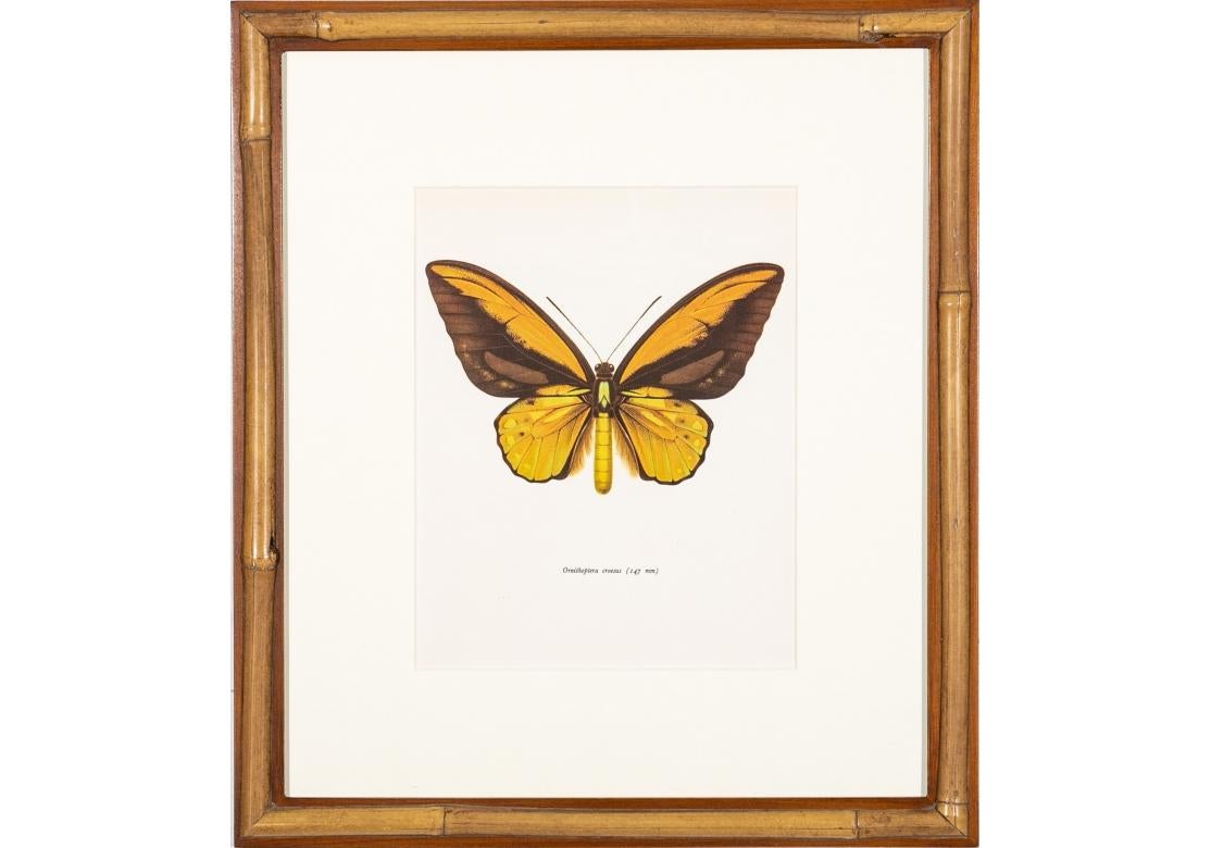 Set Six Faux Bamboo Framed  Butterfly Color Prints 1