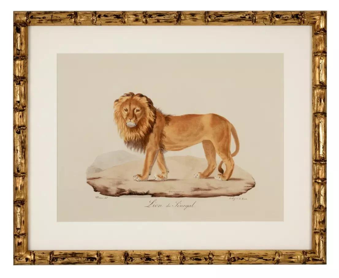 Victorian Set Six Gilt Framed Animal Prints Big Cat Tiger Jaguar Lion Bamboo Frames For Sale