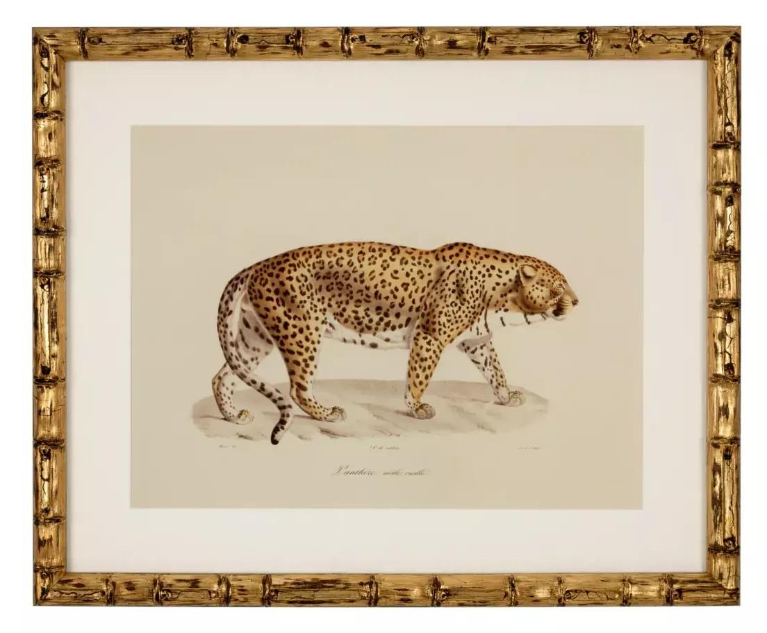 French Set Six Gilt Framed Animal Prints Big Cat Tiger Jaguar Lion Bamboo Frames For Sale