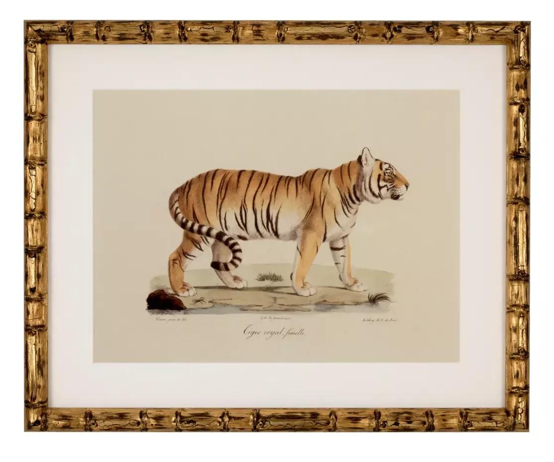20th Century Set Six Gilt Framed Animal Prints Big Cat Tiger Jaguar Lion Bamboo Frames For Sale
