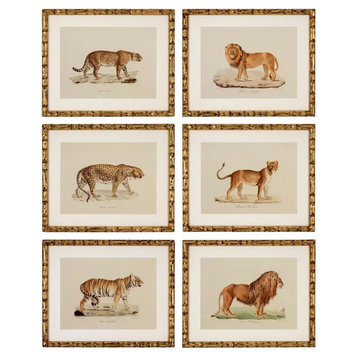 Set Six Gilt Framed Animal Prints Big Cat Tiger Jaguar Lion Bamboo Frames For Sale