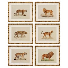Set Six Gilt Framed Animal Prints Big Cat Tiger Jaguar Lion Bamboo Frames