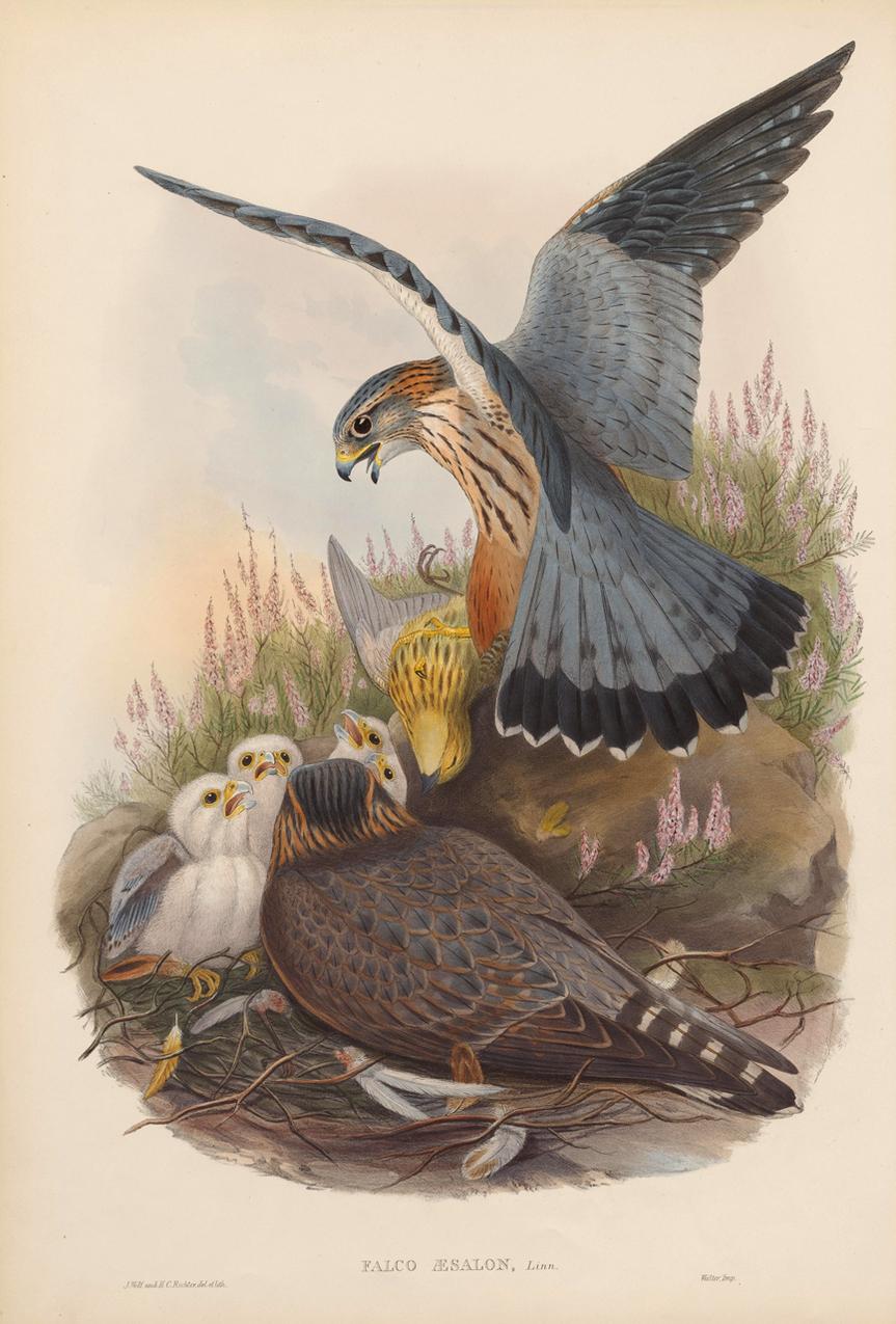 Set Twelve Cream Mounted Exotic Bird Pictures Prints after John Gould, 1804-1881 3