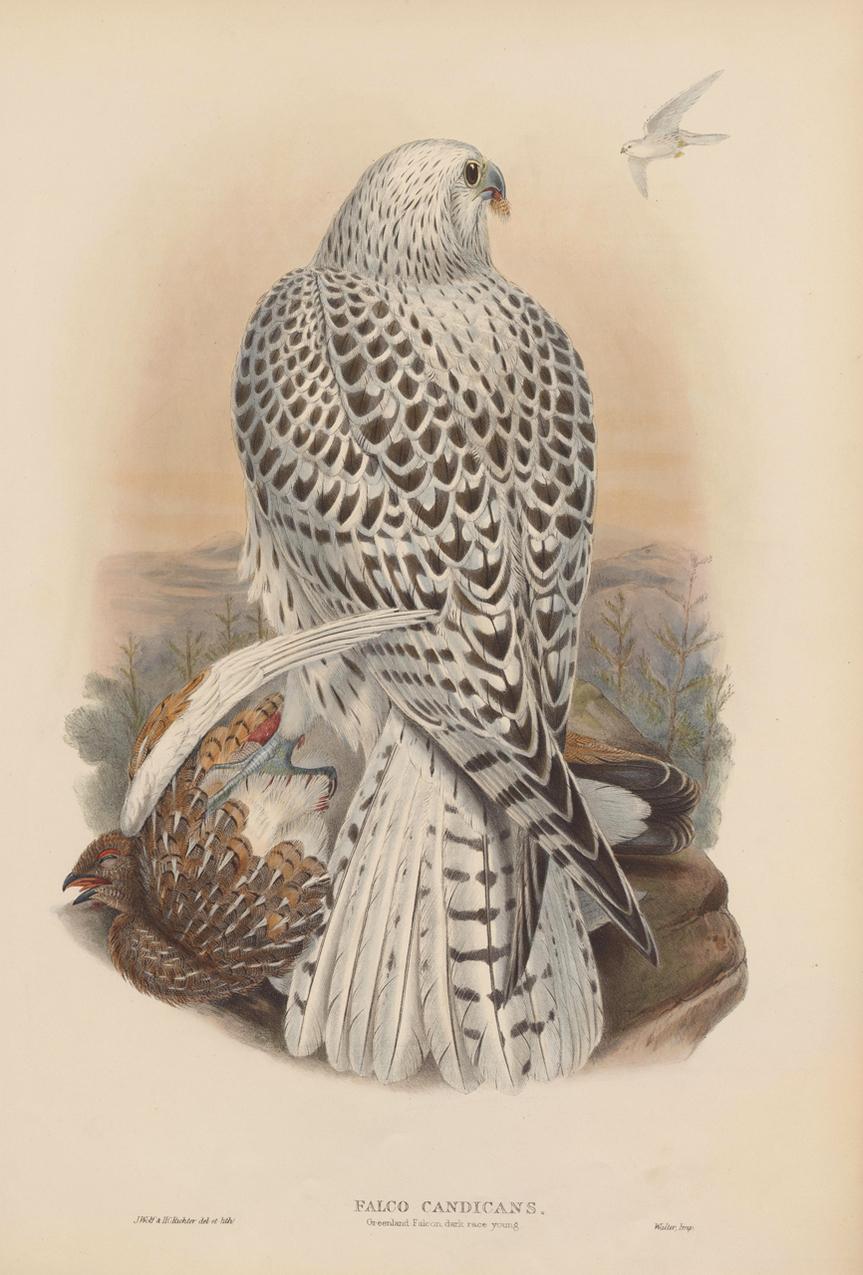 Set Twelve Cream Mounted Exotic Bird Pictures Prints after John Gould, 1804-1881 4