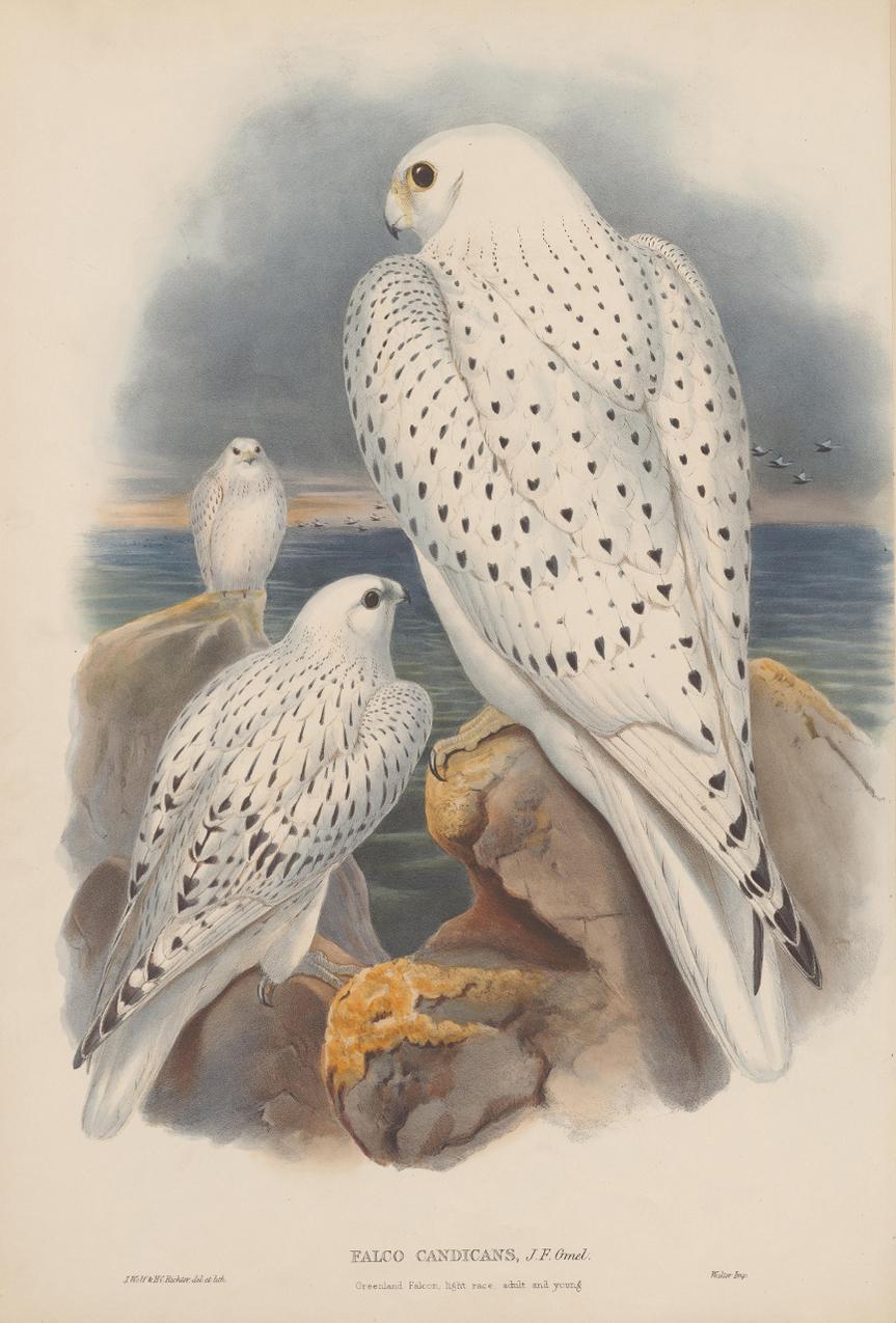 Set Twelve Cream Mounted Exotic Bird Pictures Prints after John Gould, 1804-1881 5