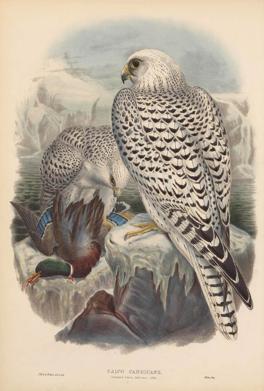 Stunning set of twelve mounted only unframed color prints after the originals from the first edition of Goulds Tropical Birds from 1873 printed by Taylor and Francis of London and Published by Gould.

1, Sparrow Hawk 2, Dark Greenland Falcon 3,