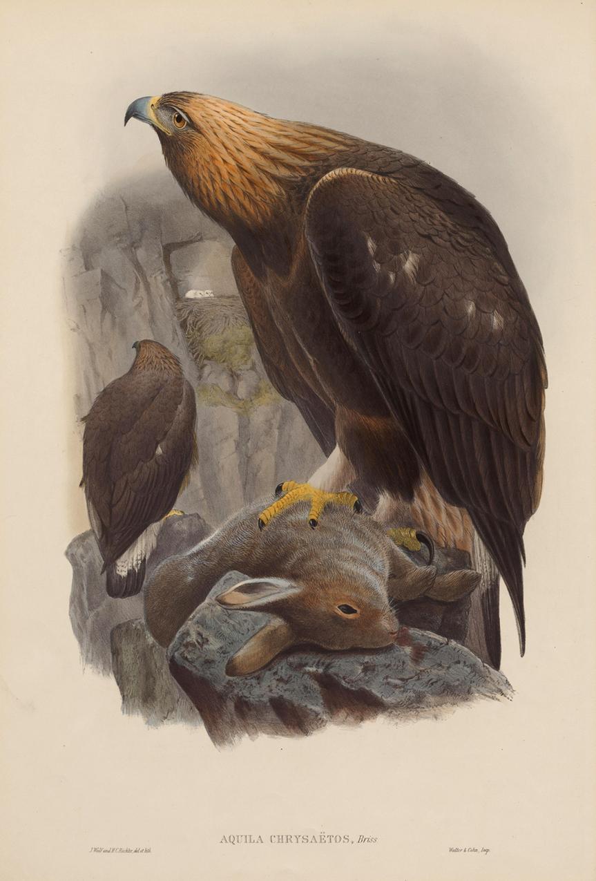 Victorian Set Twelve Cream Mounted Exotic Bird Pictures Prints after John Gould, 1804-1881