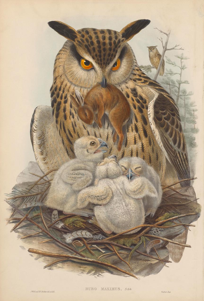 English Set Twelve Cream Mounted Exotic Bird Pictures Prints after John Gould, 1804-1881