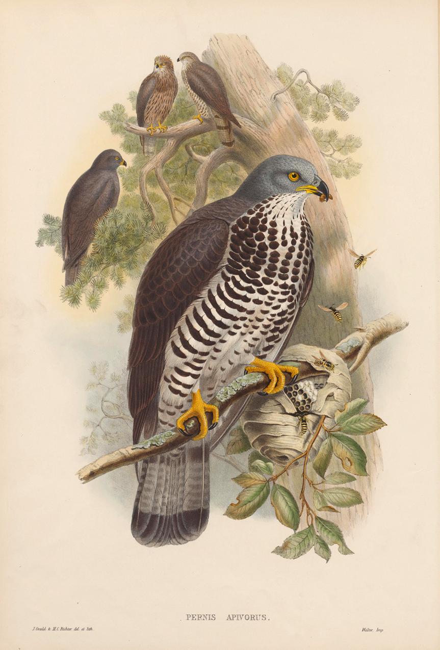 Paper Set Twelve Cream Mounted Exotic Bird Pictures Prints after John Gould, 1804-1881