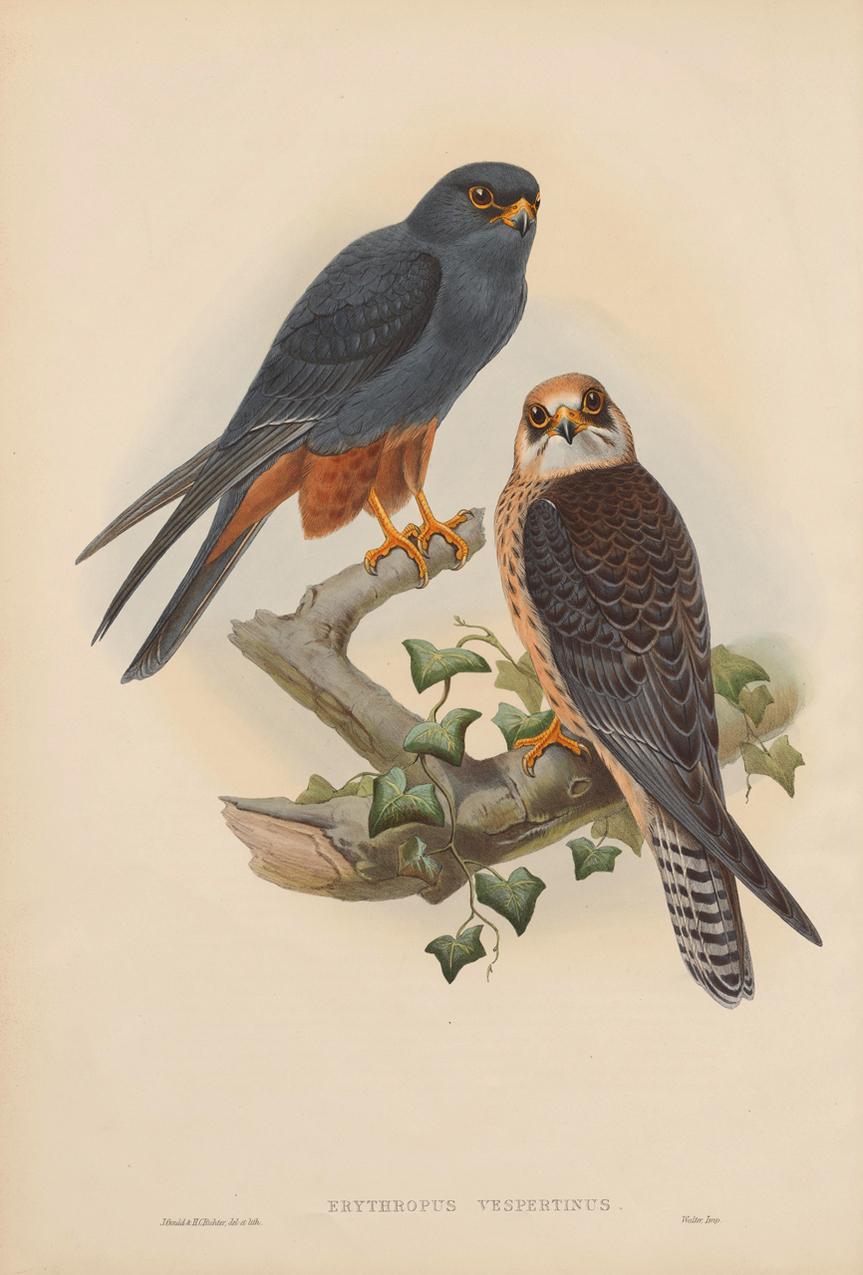 Set Twelve Cream Mounted Exotic Bird Pictures Prints after John Gould, 1804-1881 1