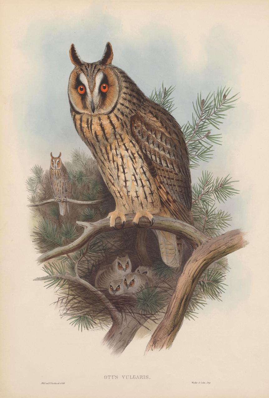 Set Twelve Cream Mounted Exotic Bird Pictures Prints after John Gould, 1804-1881 2