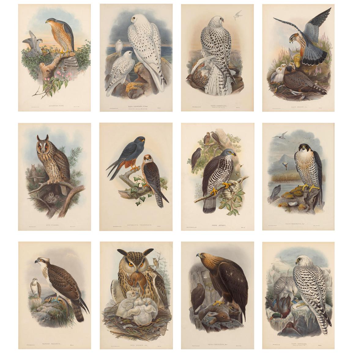 Set Twelve Cream Mounted Exotic Bird Pictures Prints after John Gould, 1804-1881
