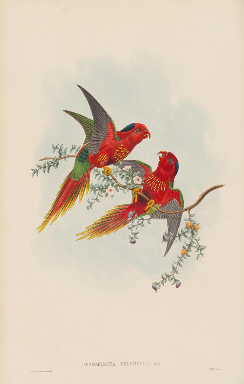 Set of Twelve Cream Mounted New Guinea Bird Pictures Prints John Gould 1804-1881 3
