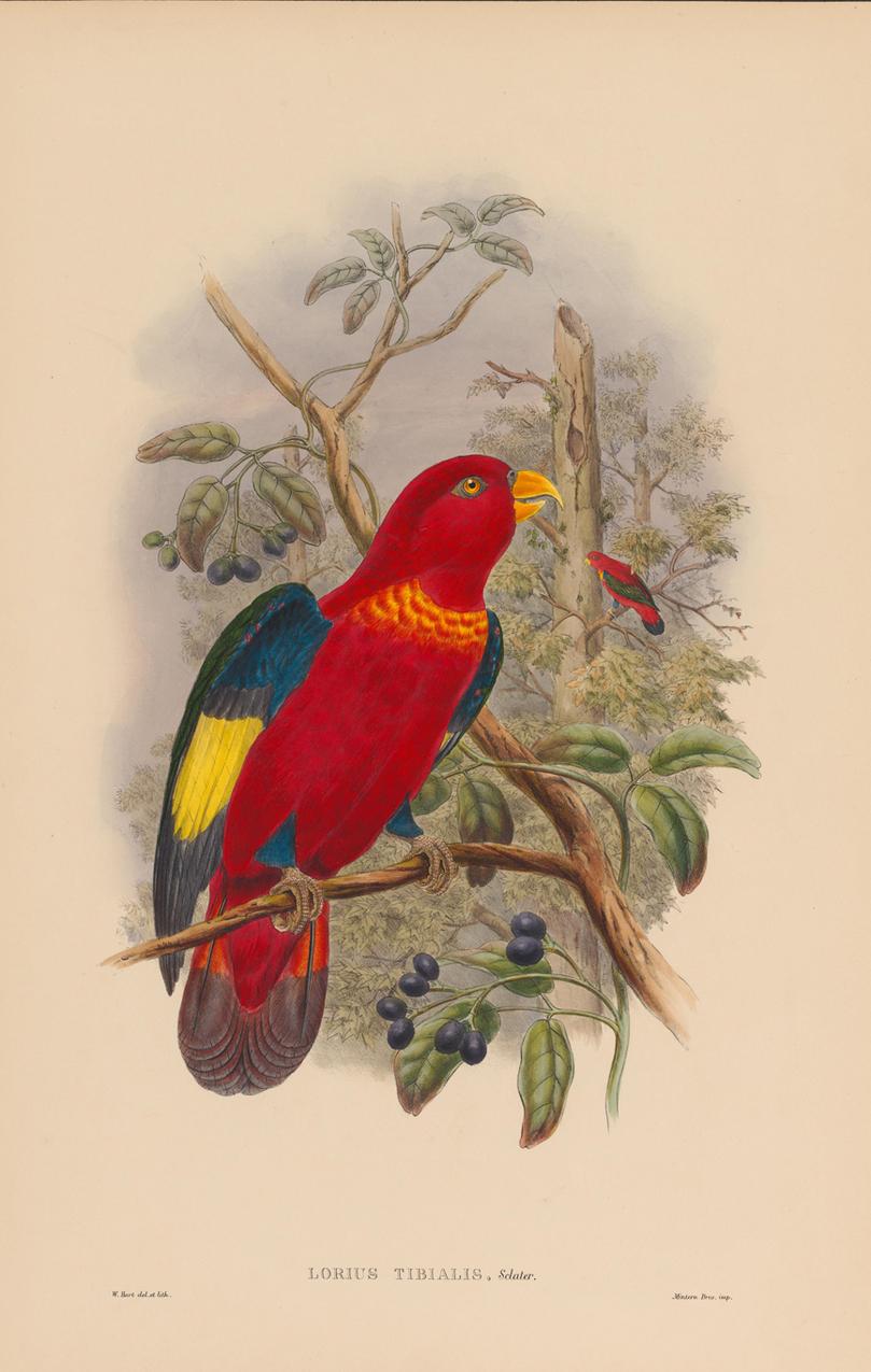 Set of Twelve Cream Mounted New Guinea Bird Pictures Prints John Gould 1804-1881 4